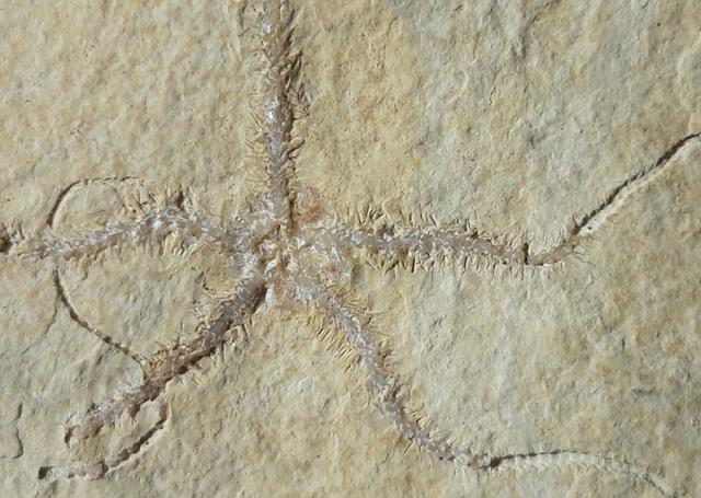 Ophiopetra lithographica (ENAY & HESS 1962) - Bild © FossNet FossilienStore